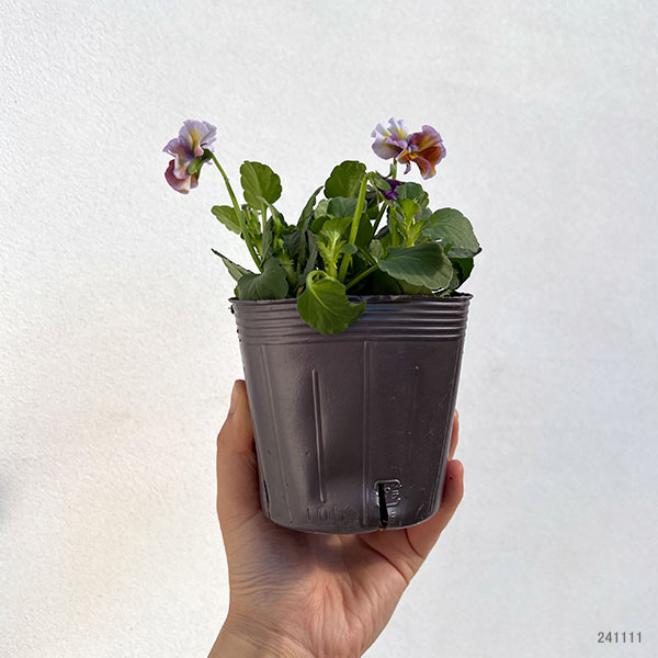 園芸ネット本店｜見元園芸さんのビオラ：アジアンビューティー Z49