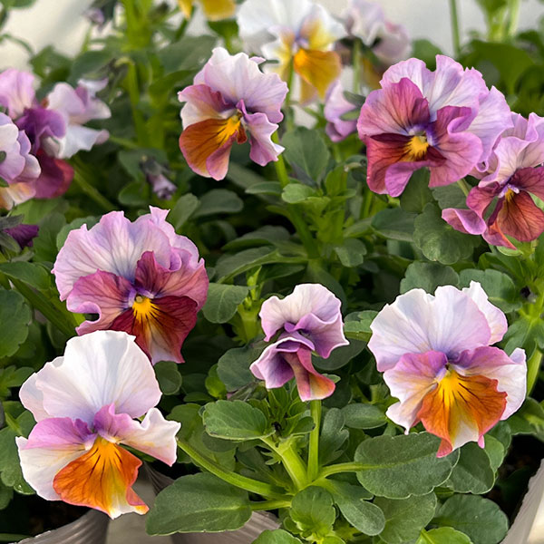 見元園芸さんのビオラ：アジアンビューティー Z49／3.5号ポット