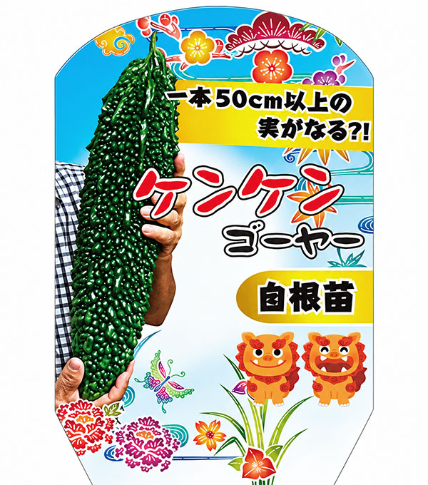 ゴーヤ(苦瓜・ニガウリ):沖縄ケンケンゴーヤー3号ポット