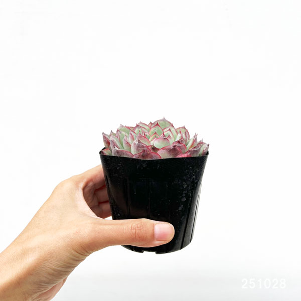 エケベリア:ハナウララ 2.5号ポット