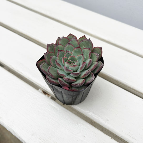 エケベリア:ハナウララ 2.5号ポット