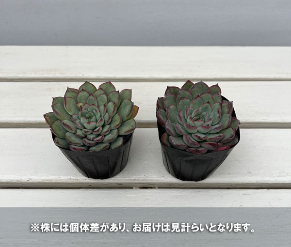 エケベリア:ハナウララ 2.5号ポット