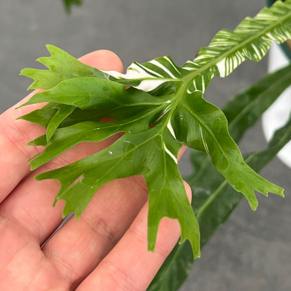アスプレニウム:ニダス バリエガータ(斑入り)4号鉢植え