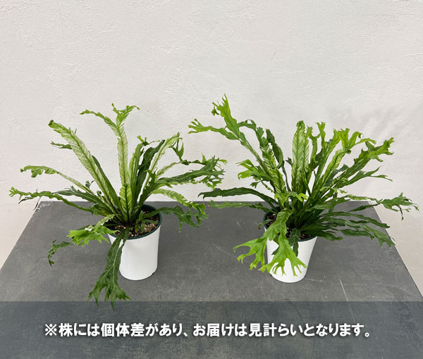 園芸ネット本店｜アスプレニウム：ニダス バリエガータ（斑入り）4号