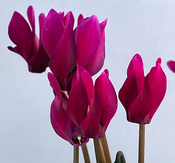 シクラメン（ミニ）：白銀の世界（パープル系）3号ポット