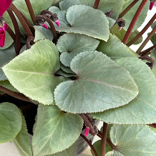 シクラメン（ミニ）：白銀の世界（パープル系）3号ポット