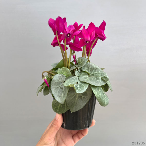 シクラメン（ミニ）：白銀の世界（パープル系）3号ポット