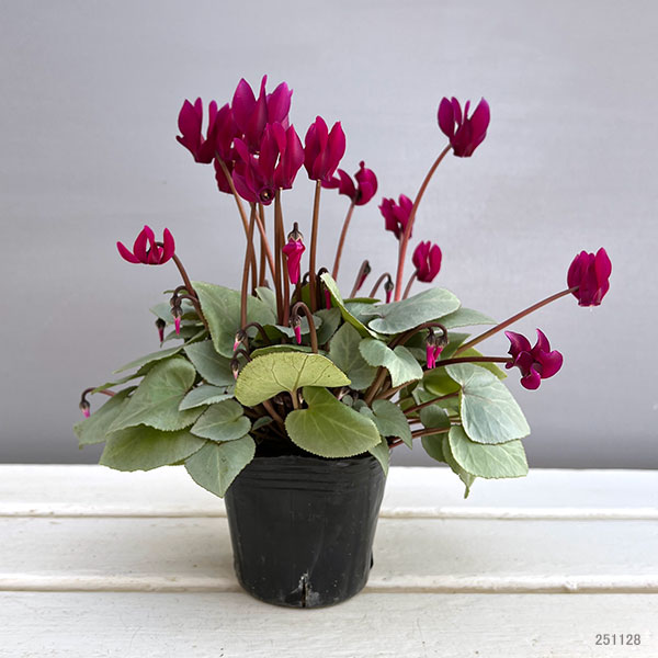 シクラメン（ミニ）：白銀の世界（パープル系）3号ポット