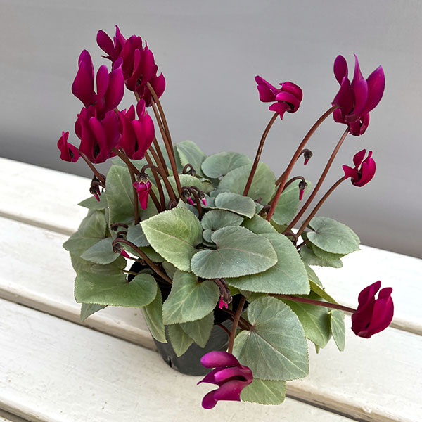 シクラメン（ミニ）：白銀の世界（パープル系）3号ポット