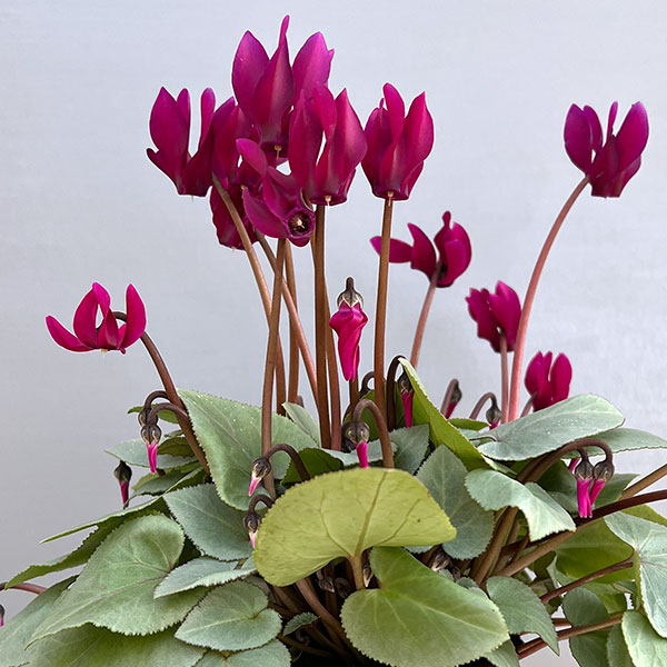 シクラメン（ミニ）：白銀の世界（パープル系）3号ポット