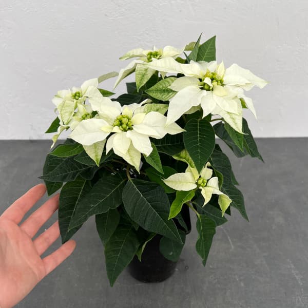 ポインセチア:ジャドール ホワイトパール4号鉢植え