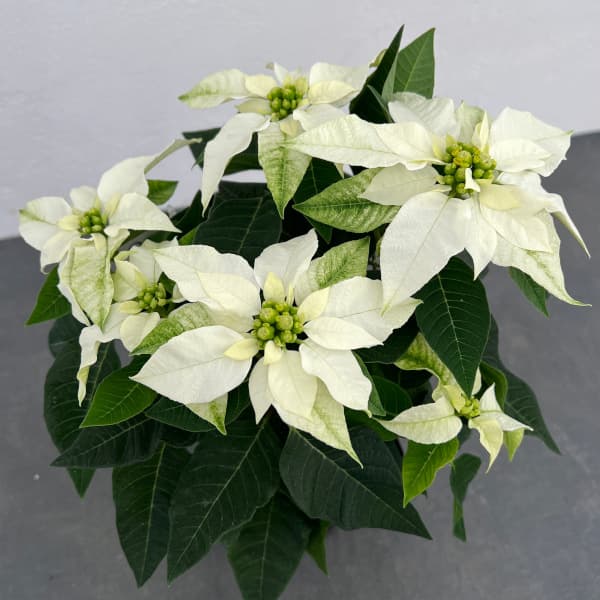 ポインセチア:ジャドール ホワイトパール4号鉢植え