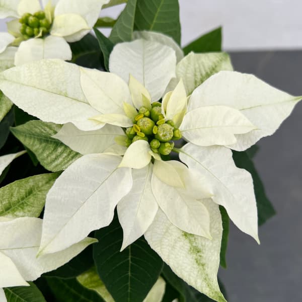 ポインセチア:ジャドール ホワイトパール4号鉢植え
