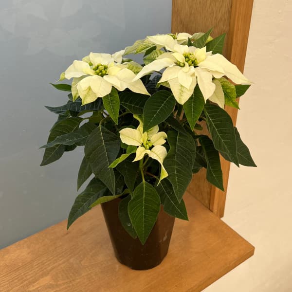 ポインセチア:ジャドール ホワイトパール4号鉢植え