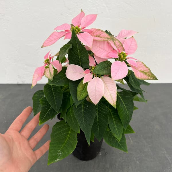 ポインセチア:ジャドール ソフトピンク4号鉢植え