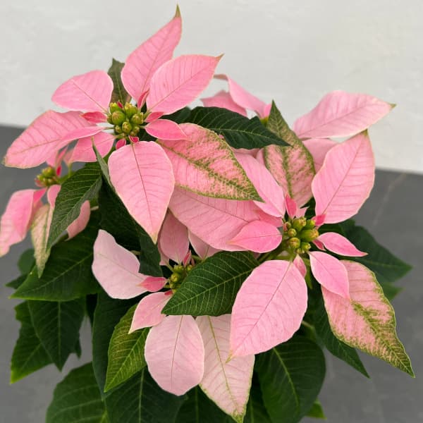 ポインセチア:ジャドール ソフトピンク4号鉢植え