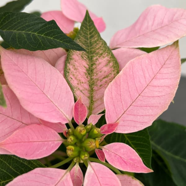 ポインセチア:ジャドール ソフトピンク4号鉢植え