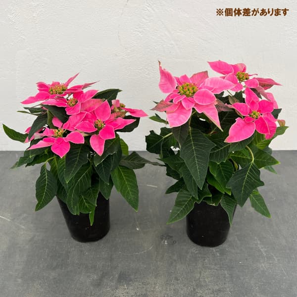ポインセチア：ジャドール ダークピンク4号鉢植え