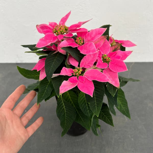 ポインセチア：ジャドール ダークピンク4号鉢植え