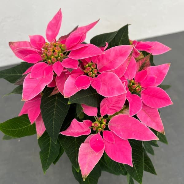 ポインセチア：ジャドール ダークピンク4号鉢植え