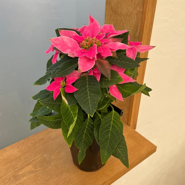 ポインセチア：ジャドール ダークピンク4号鉢植え