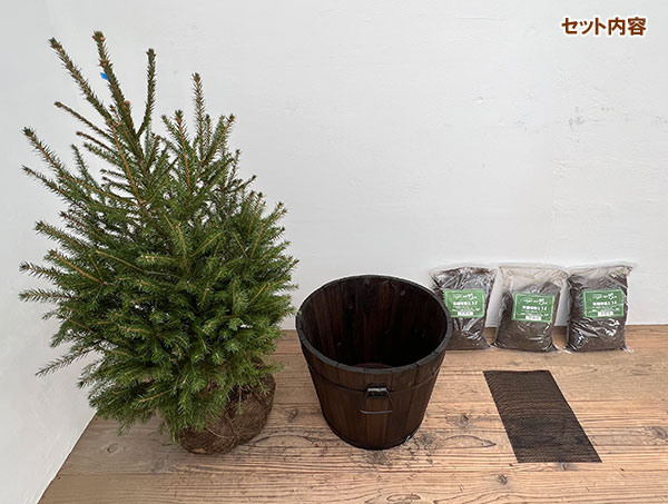 ドイツトウヒ樹高80～90cｍ鉢植えセット