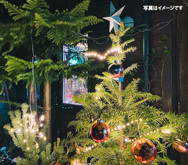 ドイツトウヒ樹高80～90cｍ鉢植えセット