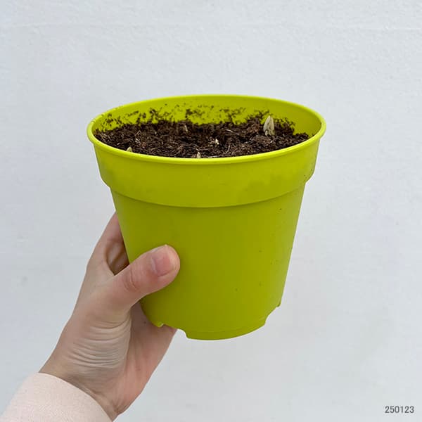 クロッカス：イエロー4号ポット（10球植え）