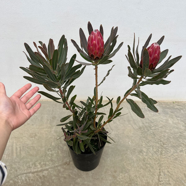 プロテア：スペシャルピンクアイス 6号鉢植え*（2F） の通販