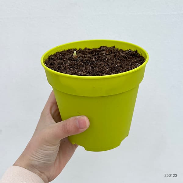 園芸ネット本店｜アイリス：ブルー4号ポット（10球植え） の通販【公式】