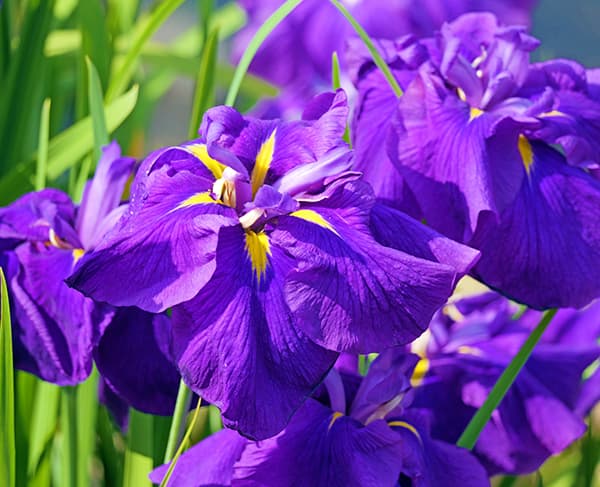 園芸ネット本店｜アイリス：ブルー4号ポット（10球植え） の通販【公式】