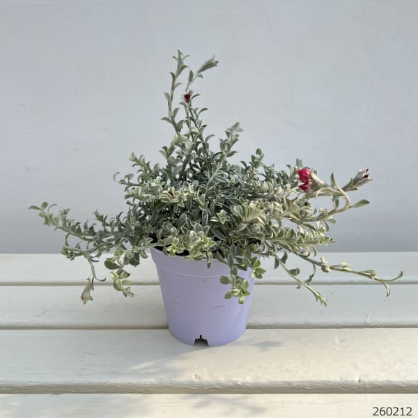 シンカルファ・ハートクイーン3.5号ポット