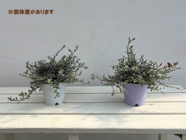 シンカルファ・ハートクイーン3.5号ポット