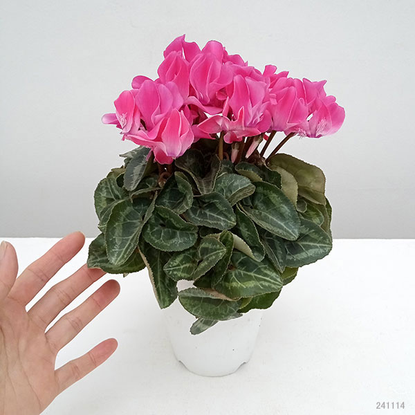 シクラメン：ピアド4号鉢植え