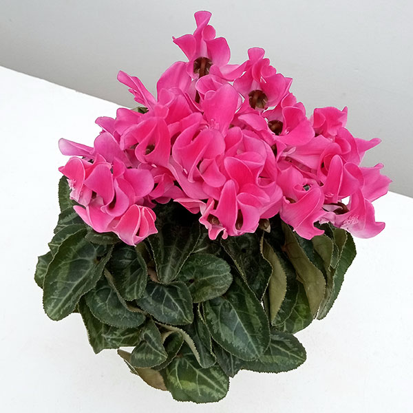 シクラメン：ピアド4号鉢植え