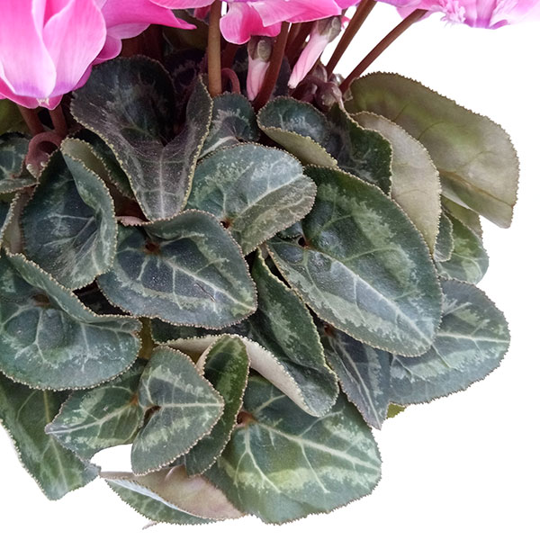 シクラメン：ピアド4号鉢植え