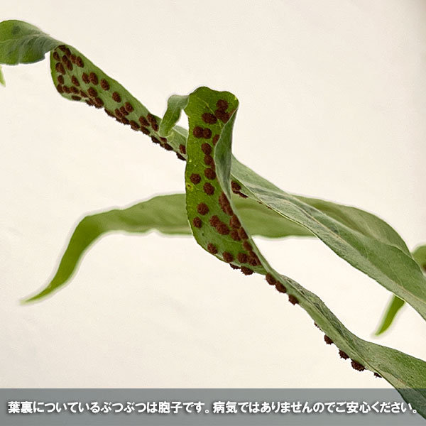 ドリナリア クエルシフォリア(斑入り) 5号吊り鉢*