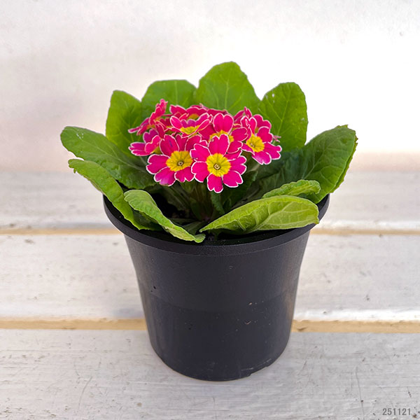 プリムラ：ビクトリアーナレース ライトピンク系3.5号ポット