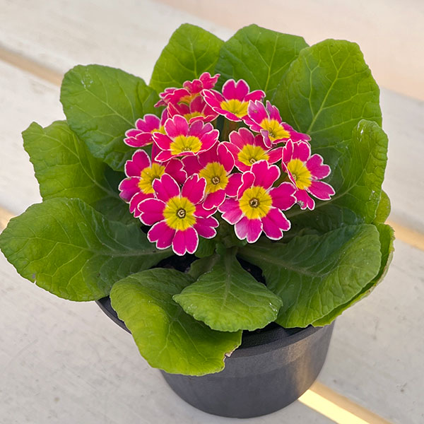 プリムラ：ビクトリアーナレース ライトピンク系3.5号ポット