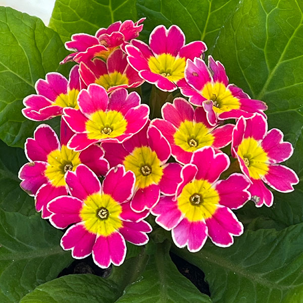 プリムラ：ビクトリアーナレース ライトピンク系3.5号ポット