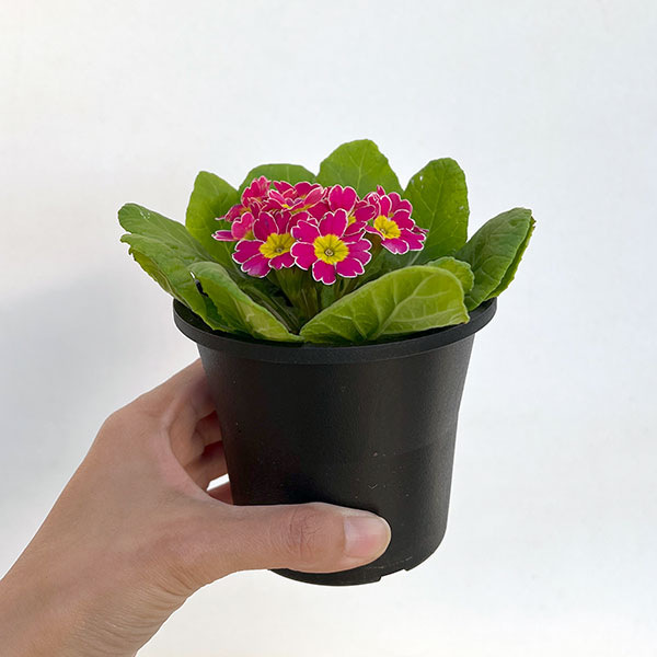 プリムラ：ビクトリアーナレース ライトピンク系3.5号ポット