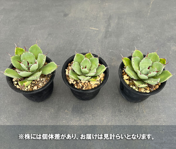 アガベ：吉祥冠（ポタトラム）　3号鉢植え