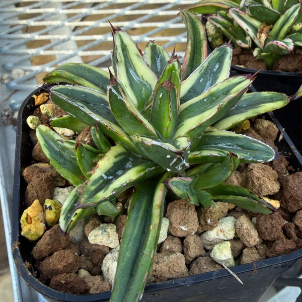 園芸ネット本店｜アガベ：笹の雪 輝山 8cmスクエア鉢 の通販【公式】