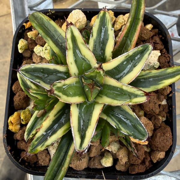 園芸ネット本店|アガベ:笹の雪 輝山 8cmスクエア鉢 の通販【公式】 園芸ネット本店|アガベ:笹の雪 輝山 8cmスクエア鉢 の通販【公式】