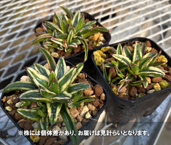 笹の雪　輝山　アカベ　鉢付き アガベ 輝山 子株付 笹の雪 輝山 アカベ 鉢付き アガベ：笹の雪覆輪