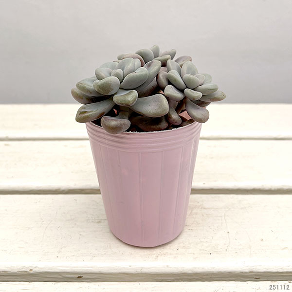 多肉植物　グラプトペタルム　だるま秀麗 多肉植物 グラプトペタルム だるま秀麗 グラプトペタルム だるま秀麗