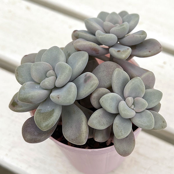 グラプトペタルム:だるま秀麗(ダルマシュウレイ)2.5号ポット