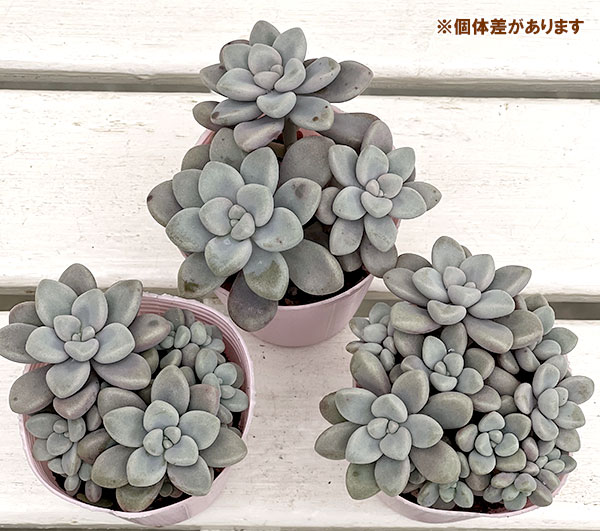 グラプトペタルム:だるま秀麗(ダルマシュウレイ)2.5号ポット