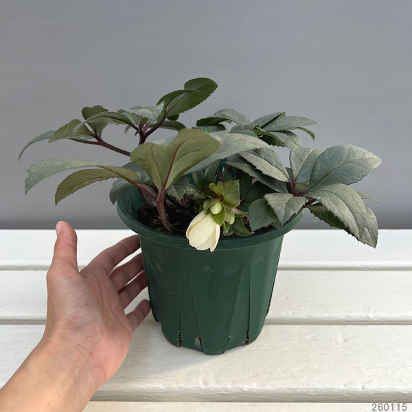 クリスマスローズ:*エリックスミシィ5号鉢