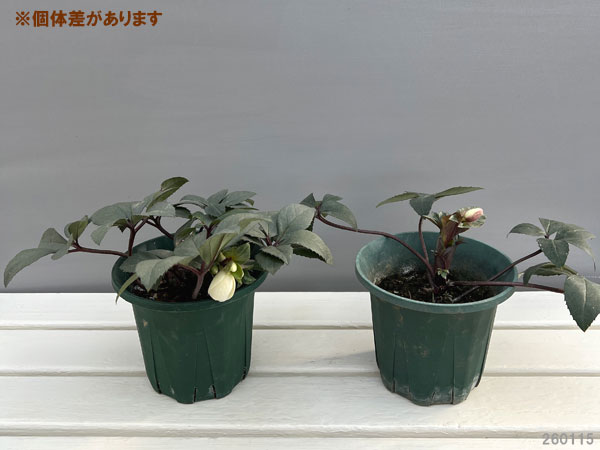 クリスマスローズ:*エリックスミシィ5号鉢